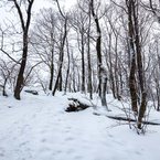 Zimný les v okolí Malej Bane.