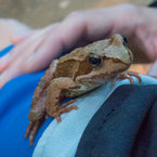 Malokarpatská žaba