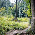 Lesný beh na Devínskej Kobyle
