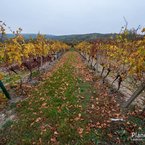 Pohľady na svätojurské vinohrady cestou na rozhľadňu.