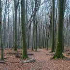 Bukový lesík