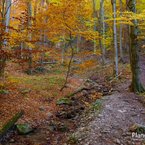 Prekrásny les plný farieb medzi Tanečnicou a Pálenicou.