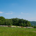 Stádo kráv