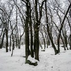 Zima na Devínskej Kobyle