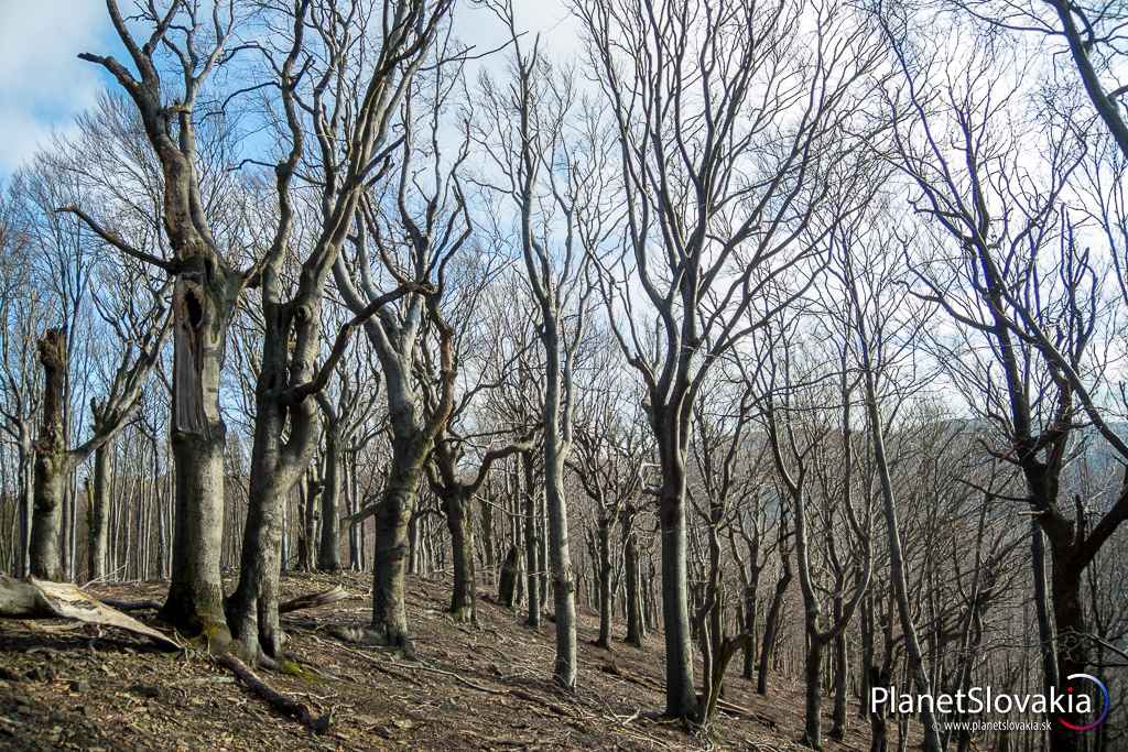 Rozprávkový les na Krížnici. Rastú tu unikátne stromy.
