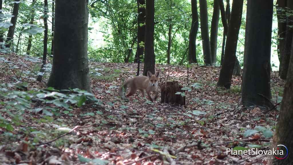Muránska planina, pri obci Muráň.