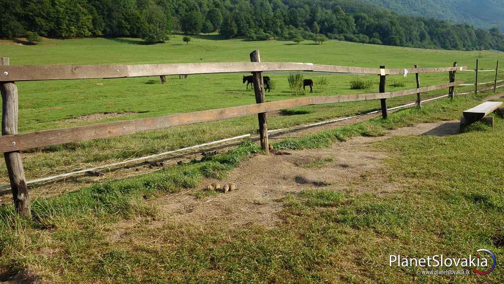 Muránska planina, sysľovisko Biele vody pri Muráni.