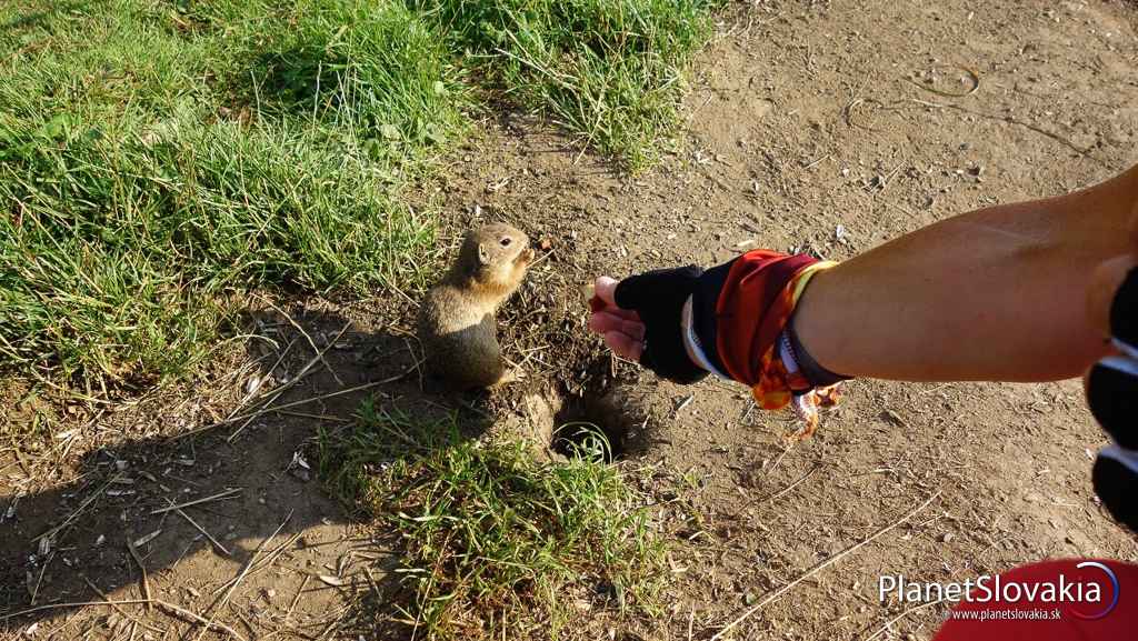 Muránska planina, sysľovisko Biele vody pri Muráni.