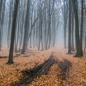 Malokarpatská lesná hmla v oblasti Dračieho hrádku