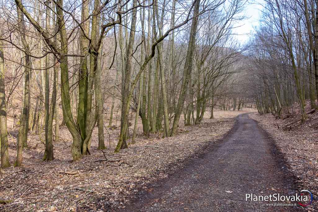 Lesná cesta vedúca pod hrad Kuchyňa. Cesta ja pokrytá drobnou šotolinou.