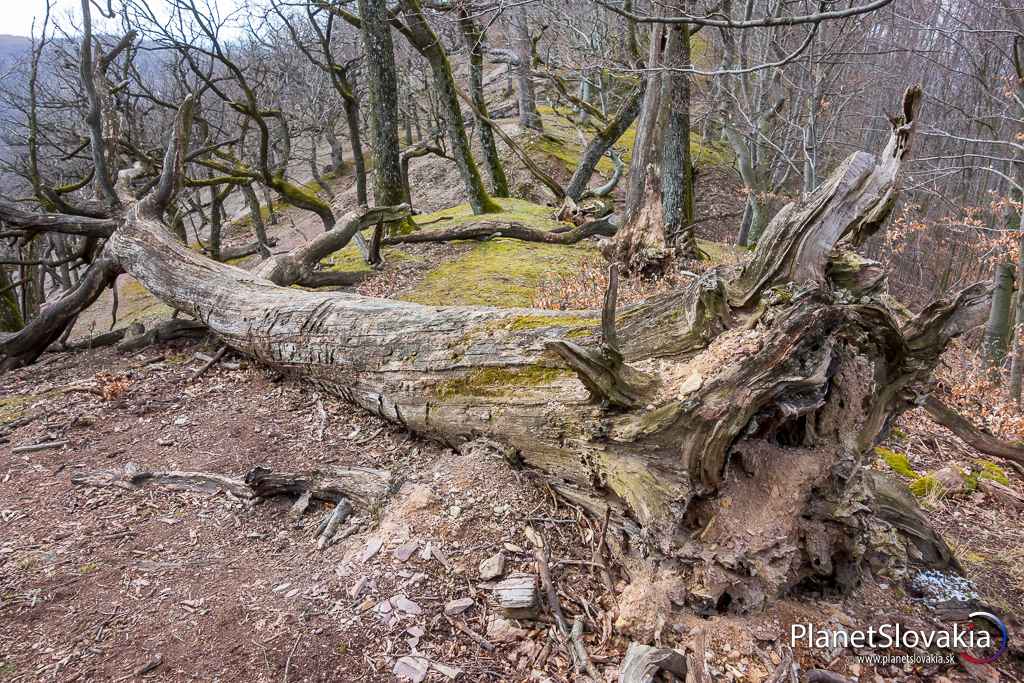 Zvalený prastarý strom na hrade Kuchyňa. Hradné múry už rozložili roky, strom čaká podobný osud.