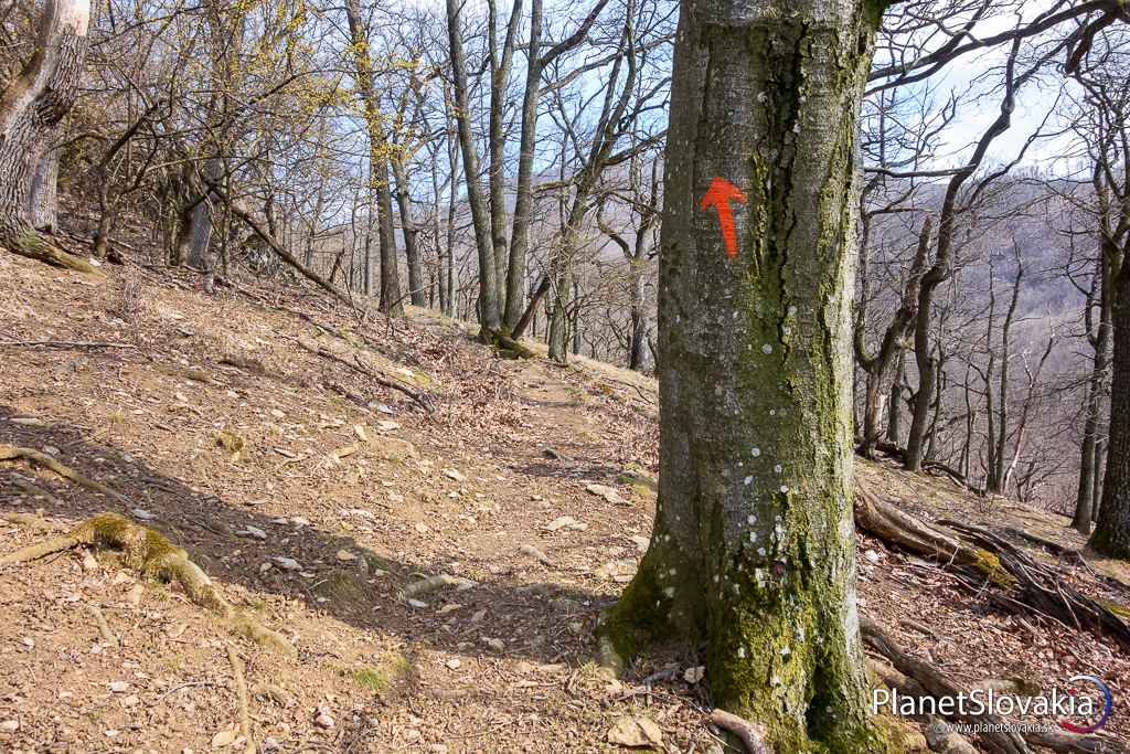 Pokračovanie "značeného" chodníčka od hradu Kuchyňa. Boli sme sa ním prejsť. Končí v miestach pod Vysokou.