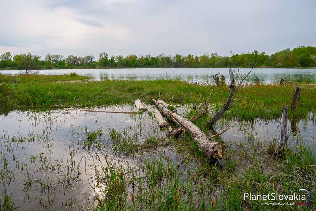 Vyvrátený strom. Na brehu jazera z času na čas narazíte na pozostatky stromov, ktoré tu zrejme v minulosti rástli.