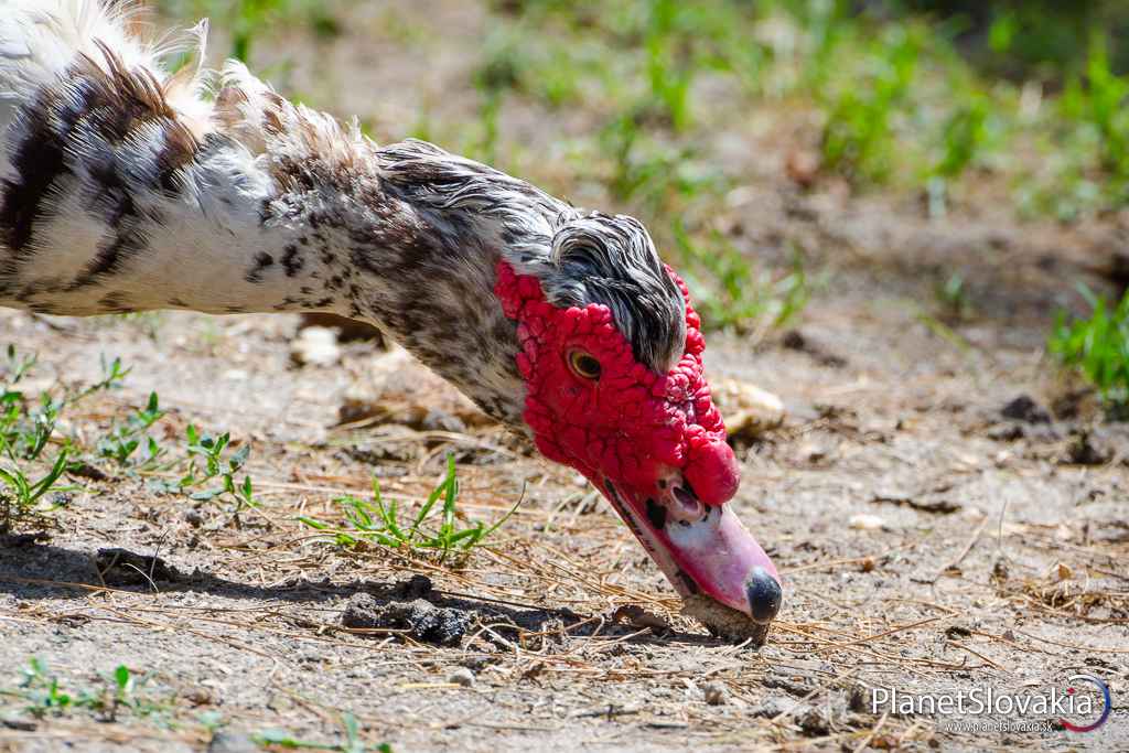 Žeby nejaký druh kačky? Po biofarme pobehuje kadečo. Narazili sme aj na takýto druh, zrejme kačky s veľmi zaujímavou "plastikou" tváre :)