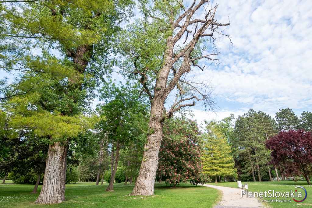 Prechádzka Kúpeľným ostrovom. Natrafíte tu i na takéto majestátne stromy.