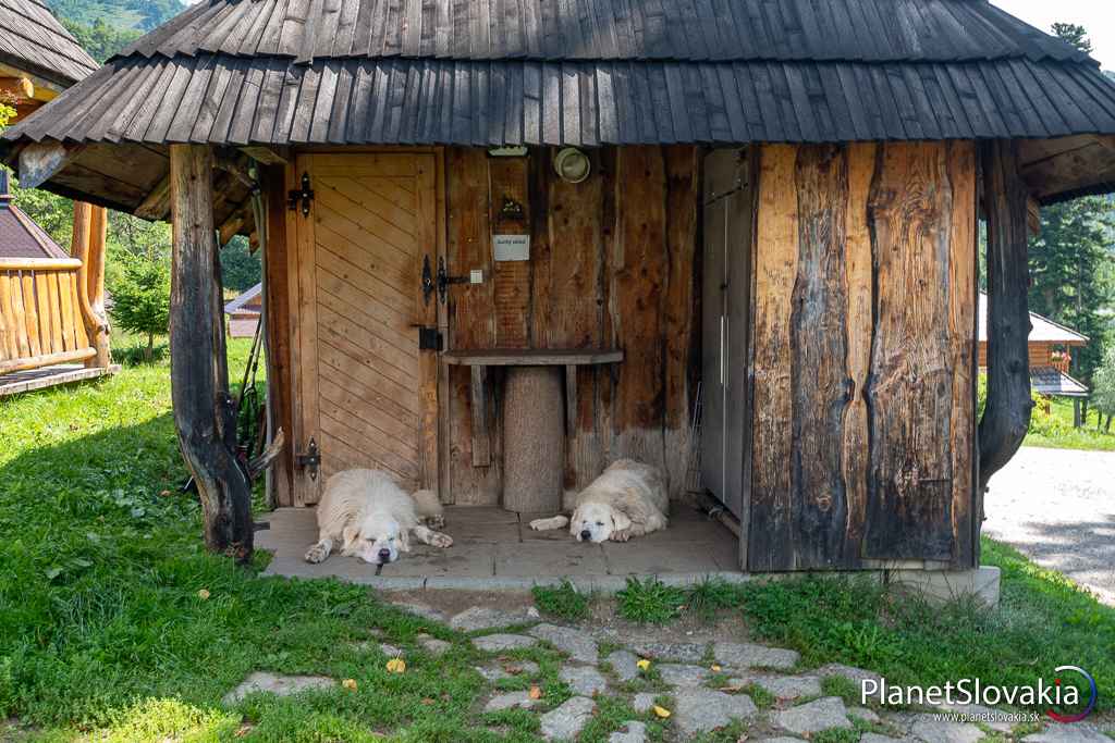 Na salaši Zbojská. Výlet k rozhľadni Zbojská je ideálne spojiť s návštevou salaša hneď pod ňou.